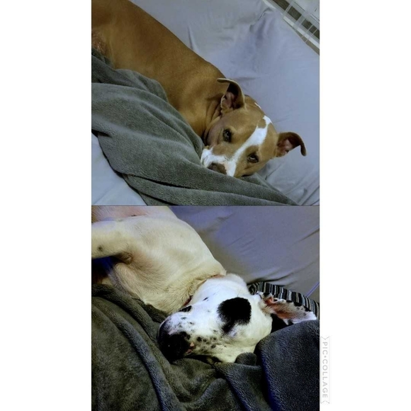 Meet your Posher, Posh - Picture 12 of 16